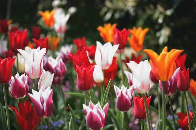 Free download tulips flowers meadow multicoloured free picture to be edited with GIMP free online image editor