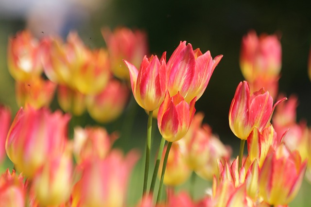 Free download tulips flowers nature bloom garden free picture to be edited with GIMP free online image editor
