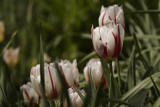 Free download tulips flowers petals flora botany free picture to be edited with GIMP free online image editor