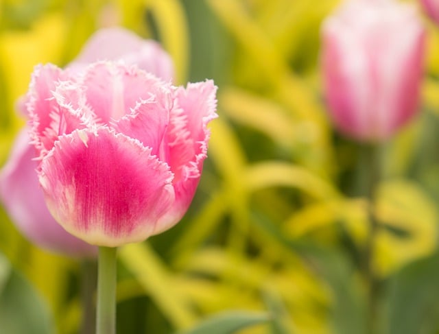 Free download tulips flowers pink bloom flora free picture to be edited with GIMP free online image editor