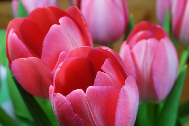 Free download tulips flowers pink flowers petals free picture to be edited with GIMP free online image editor