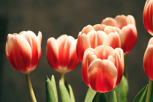 Free download tulips flowers plants bud free picture to be edited with GIMP free online image editor