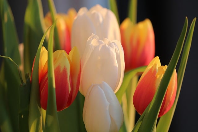 Free download tulips flowers plants flower buds free picture to be edited with GIMP free online image editor