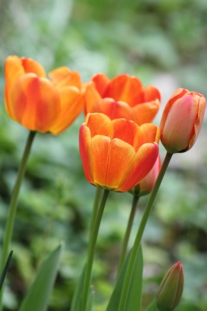 Free download tulips flower spring blossoms free picture to be edited with GIMP free online image editor