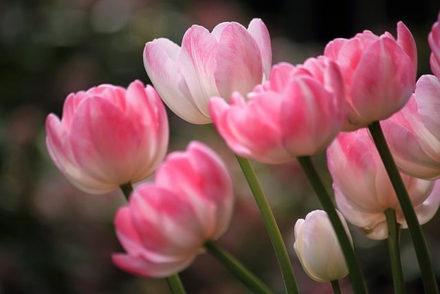 Free download tulips flower spring plant free picture to be edited with GIMP free online image editor