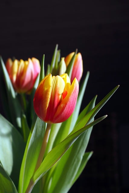 Free download tulips flowers spring blossom free picture to be edited with GIMP free online image editor