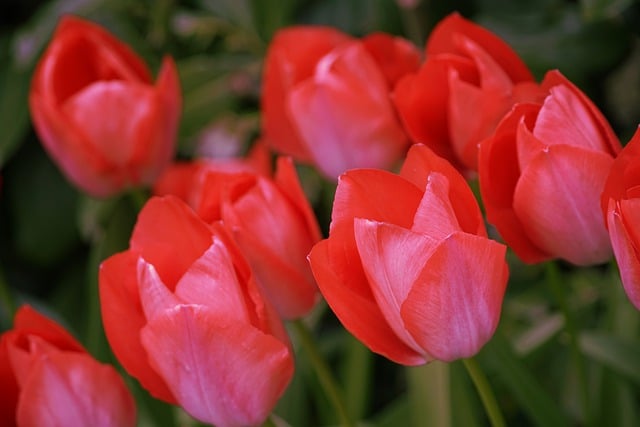 Free download tulips flowers spring flowers flora free picture to be edited with GIMP free online image editor