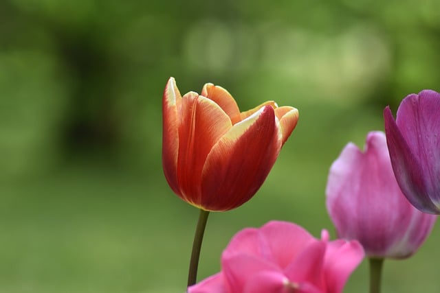 Free download tulips flowers spring garden park free picture to be edited with GIMP free online image editor