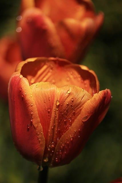 Free download tulips flower tulip blossom free picture to be edited with GIMP free online image editor