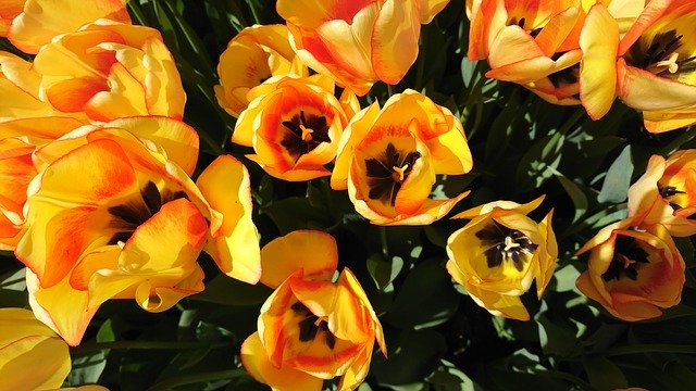 Free download Tulips Garden Flower -  free photo or picture to be edited with GIMP online image editor