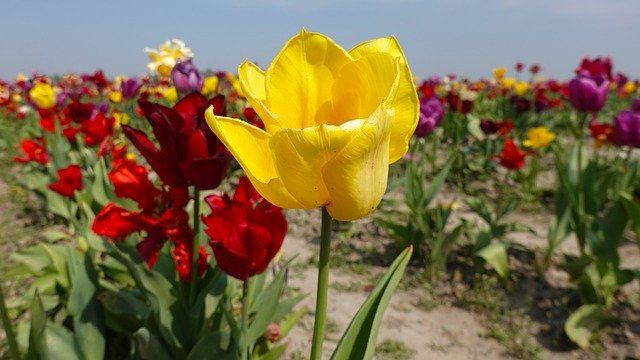 Free download Tulips Garden Tulip Fields -  free photo or picture to be edited with GIMP online image editor