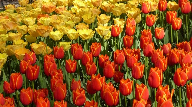 Free download Tulips Holland -  free photo or picture to be edited with GIMP online image editor