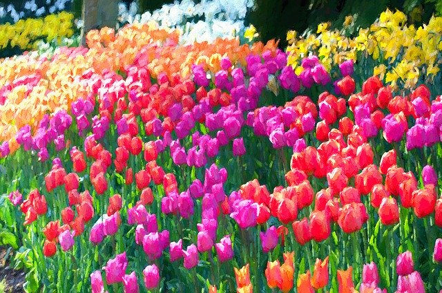 Free download Tulips La Connor Skagit -  free illustration to be edited with GIMP free online image editor