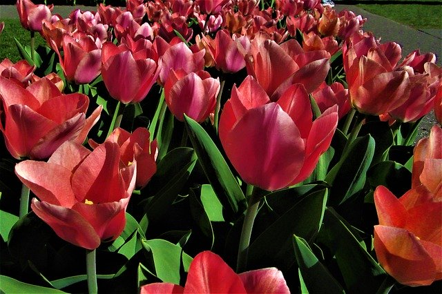 Free download Tulips Pink Red -  free photo or picture to be edited with GIMP online image editor