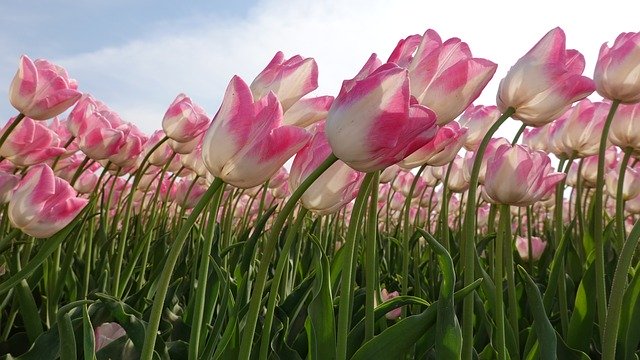 Free download Tulips Pink Tulip Fields Bulb -  free photo or picture to be edited with GIMP online image editor