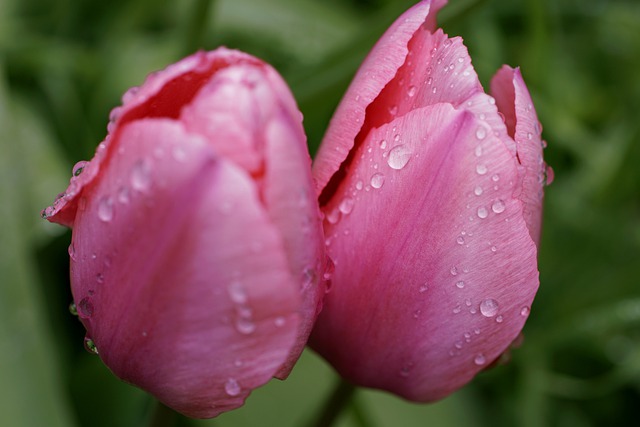 Free download tulips pink tulips spring rain free picture to be edited with GIMP free online image editor