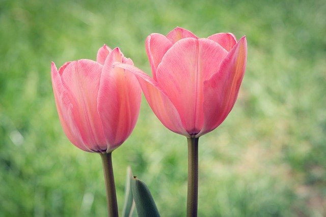 Free download Tulips Pink Two -  free photo or picture to be edited with GIMP online image editor