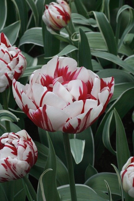 Free download Tulip Spring Holland -  free photo or picture to be edited with GIMP online image editor