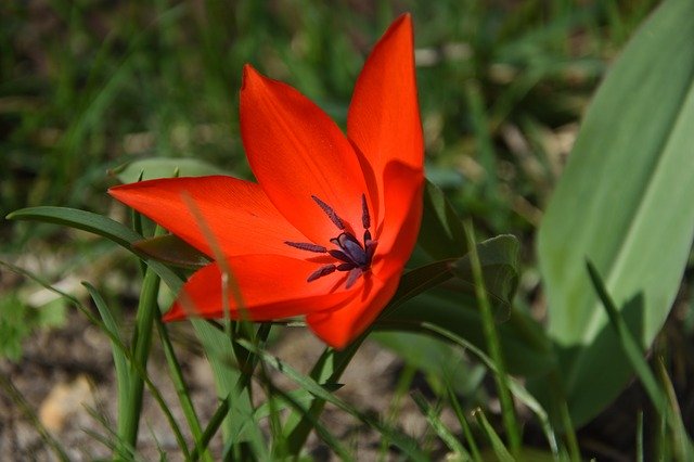 Free download Tulip Spring Red -  free photo or picture to be edited with GIMP online image editor