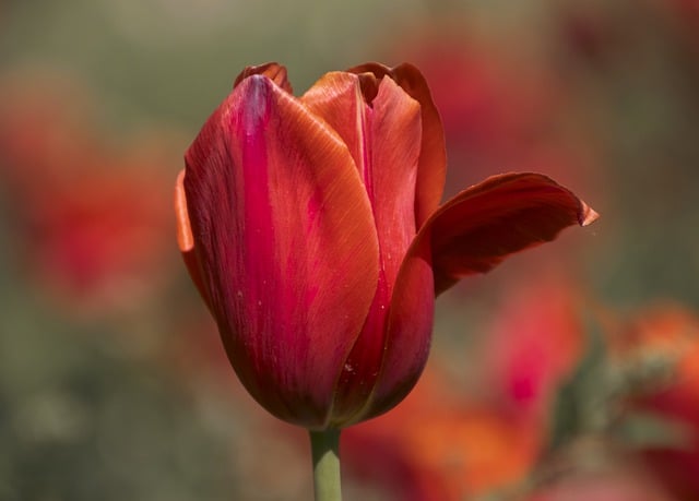 Free download tulips red flowers red tulips free picture to be edited with GIMP free online image editor