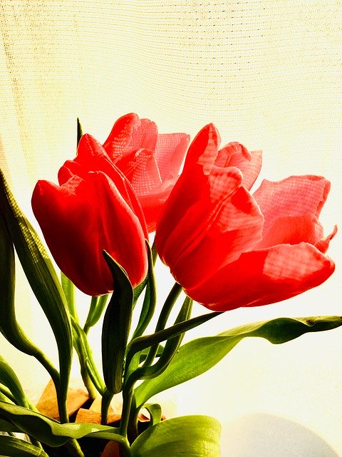 Free download Tulips Red Pink -  free photo or picture to be edited with GIMP online image editor