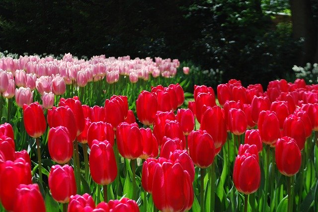 Free download Tulips Red Spring Gardens -  free photo or picture to be edited with GIMP online image editor