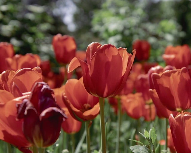 Free download tulips red tulips spring free picture to be edited with GIMP free online image editor