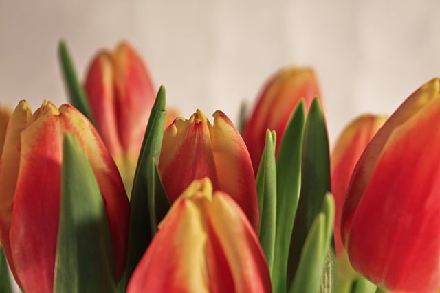 Free download tulips spring flower leaves plant free picture to be edited with GIMP free online image editor