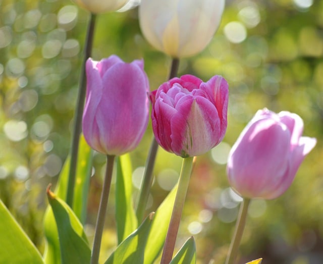 Free download tulips spring flowers garden light free picture to be edited with GIMP free online image editor