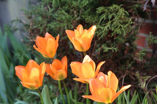 Free download Tulips Tulip Orange Flowers -  free photo or picture to be edited with GIMP online image editor