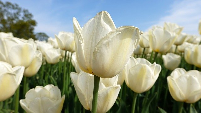 Free download Tulips White Tulip Fields Bulb -  free photo or picture to be edited with GIMP online image editor