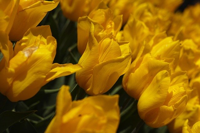 Free download Tulips Yellow Spring -  free photo or picture to be edited with GIMP online image editor