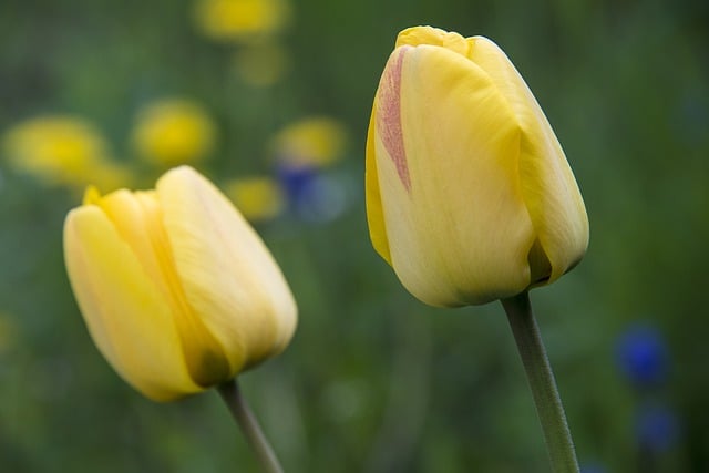 Free download tulips yellow tulips yellow flowers free picture to be edited with GIMP free online image editor