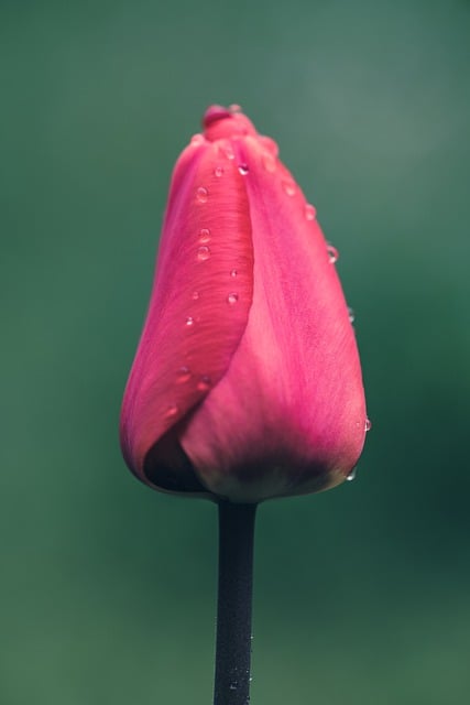 Free download tulip waterdrop closed wet free picture to be edited with GIMP free online image editor