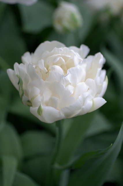 Free download Tulip White Double -  free photo or picture to be edited with GIMP online image editor