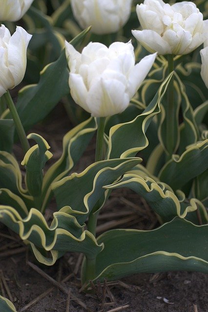 Free download Tulip White Edge -  free photo or picture to be edited with GIMP online image editor