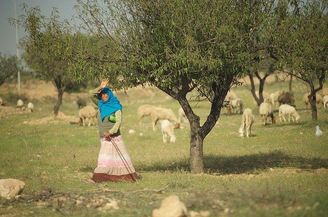 Free download Tunisia Pasture Sheep -  free photo or picture to be edited with GIMP online image editor