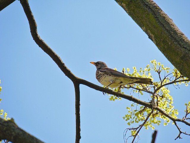 Free download Turdus Pilaris Fieldfare Bird -  free photo or picture to be edited with GIMP online image editor