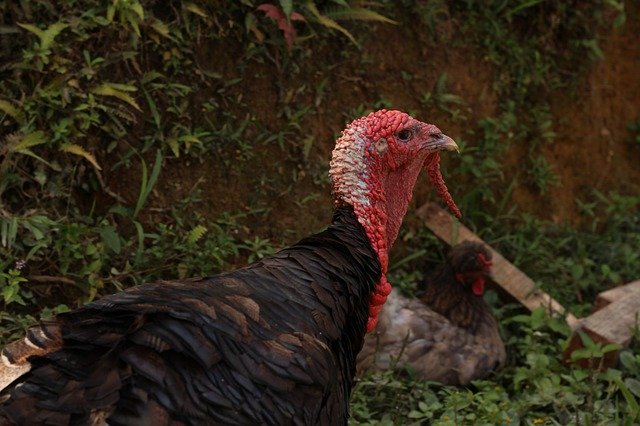 Free download Turkey Animal Animals -  free photo or picture to be edited with GIMP online image editor