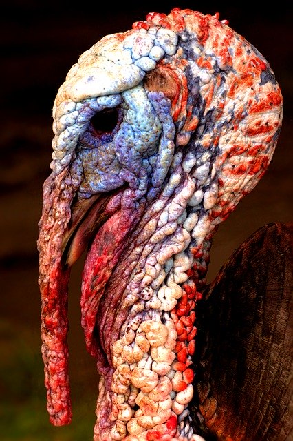 Free download Turkey Bird Animal -  free photo or picture to be edited with GIMP online image editor