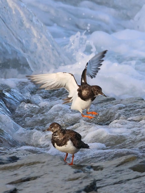 Free download turnstone bird waterbird sea wave free picture to be edited with GIMP free online image editor