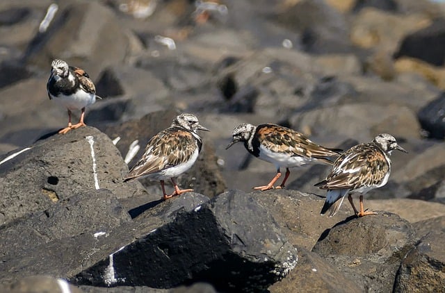 Free download turnstones birds rocks shorebirds free picture to be edited with GIMP free online image editor