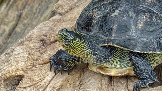 Turtel Schildkröte Animal by OffiDocs for office