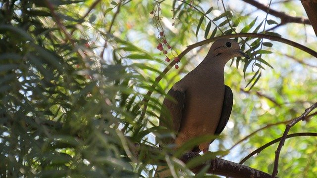 Free download Turtledove Ave Birds -  free photo or picture to be edited with GIMP online image editor