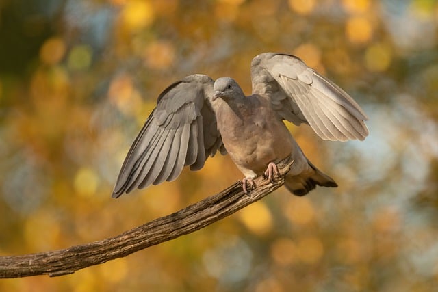 Free download turtle dove bird ornithology free picture to be edited with GIMP free online image editor