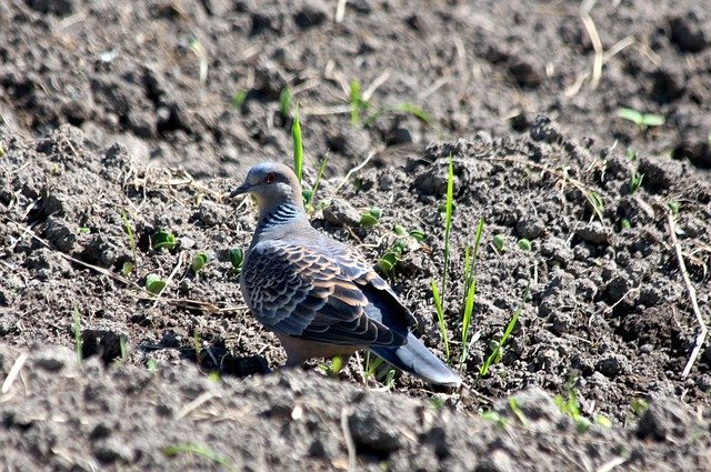 Free download Turtle Dove Streptopelia Turtur -  free photo or picture to be edited with GIMP online image editor