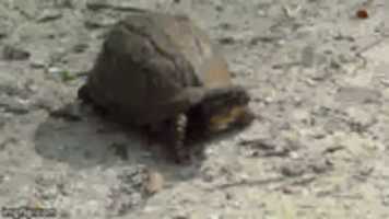 Free download Turtle Gifs free photo or picture to be edited with GIMP online image editor