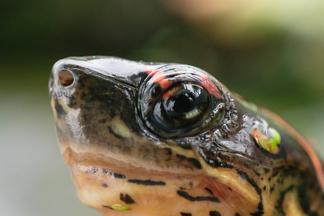 Free download turtle reptile animal face eye free picture to be edited with GIMP free online image editor