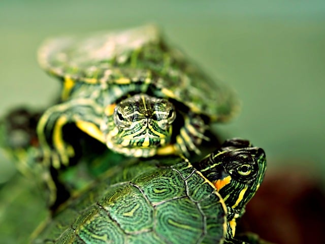 Free download turtle reptile shell turtle mini free picture to be edited with GIMP free online image editor