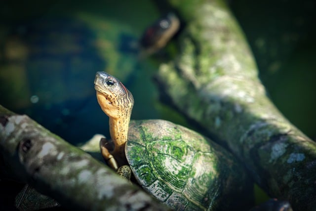 Free download turtle shell green animal wildlife free picture to be edited with GIMP free online image editor